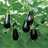 Aubergine