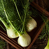 Fenchel